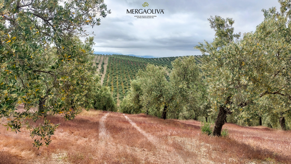 olive grove mergaoliva